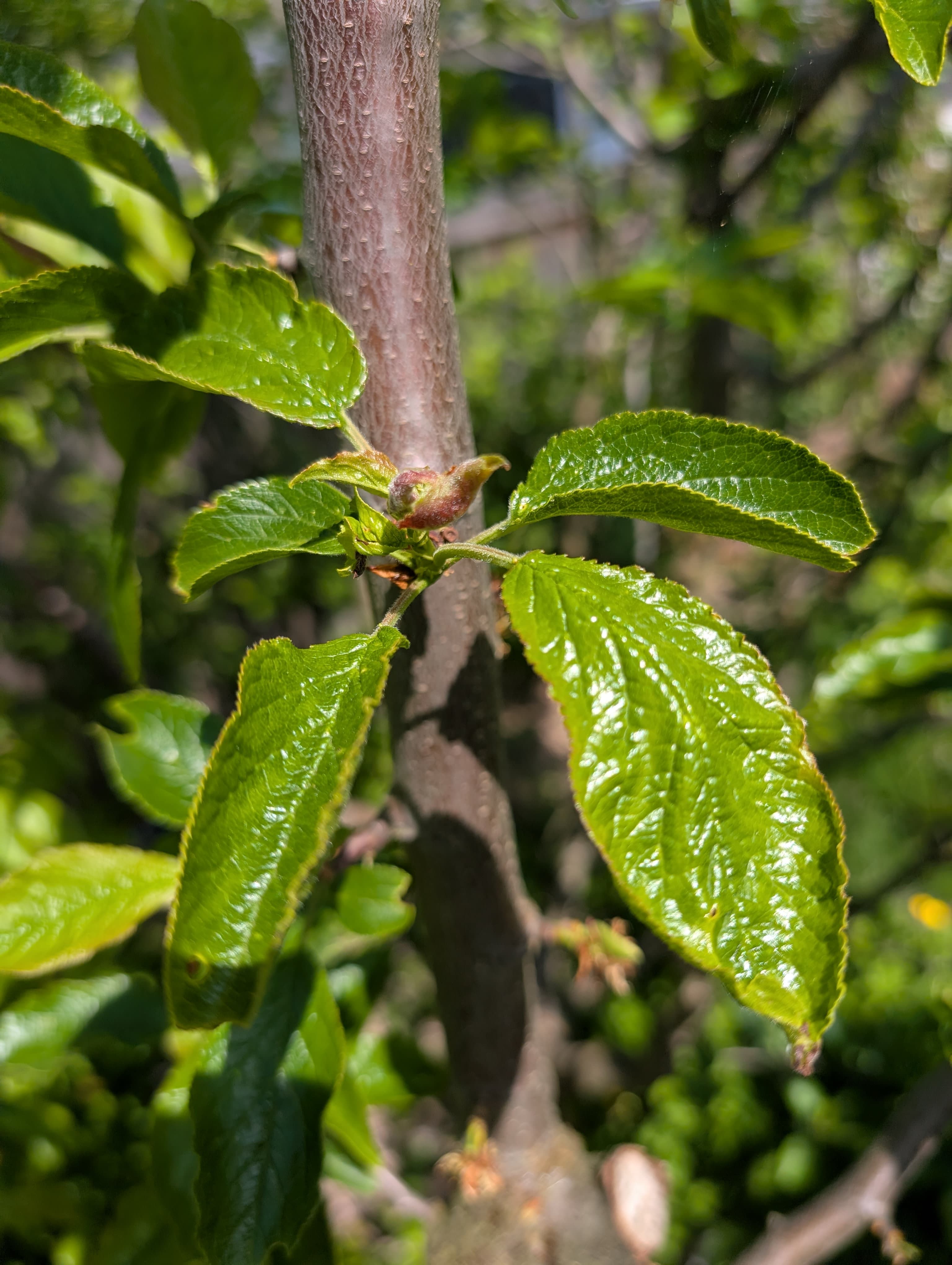 Brooks Plum