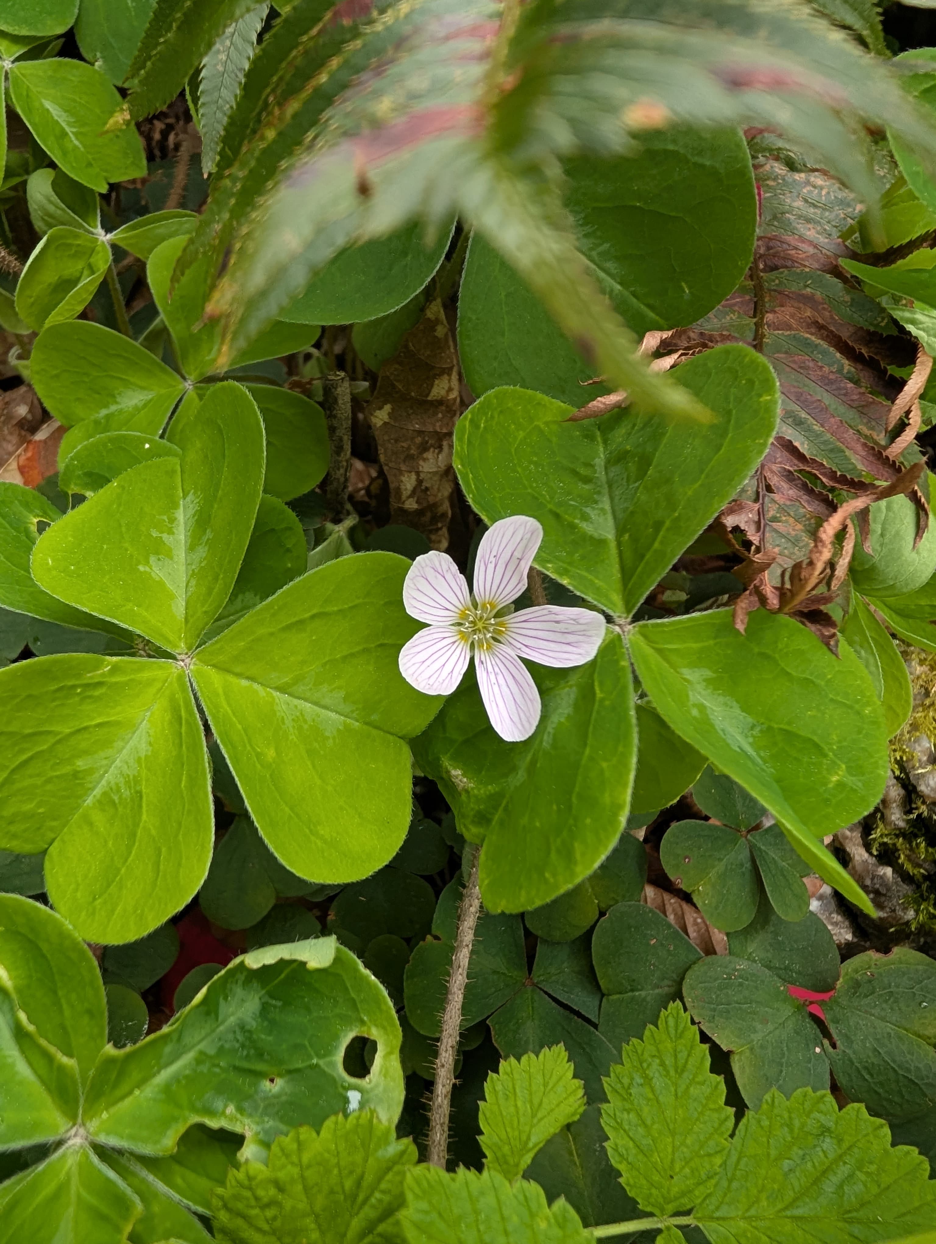 Redwood Sorrel