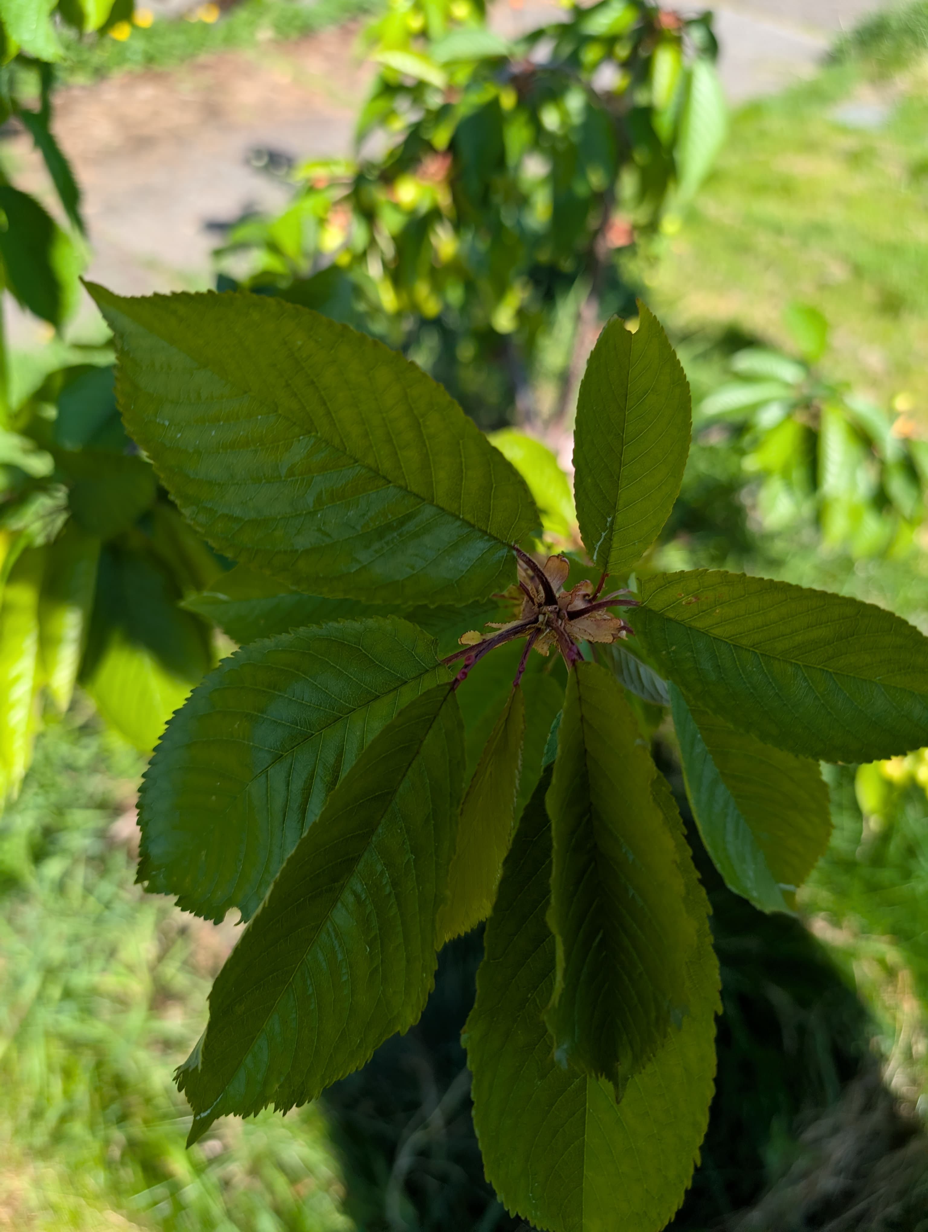 Lambert Sweet Cherry