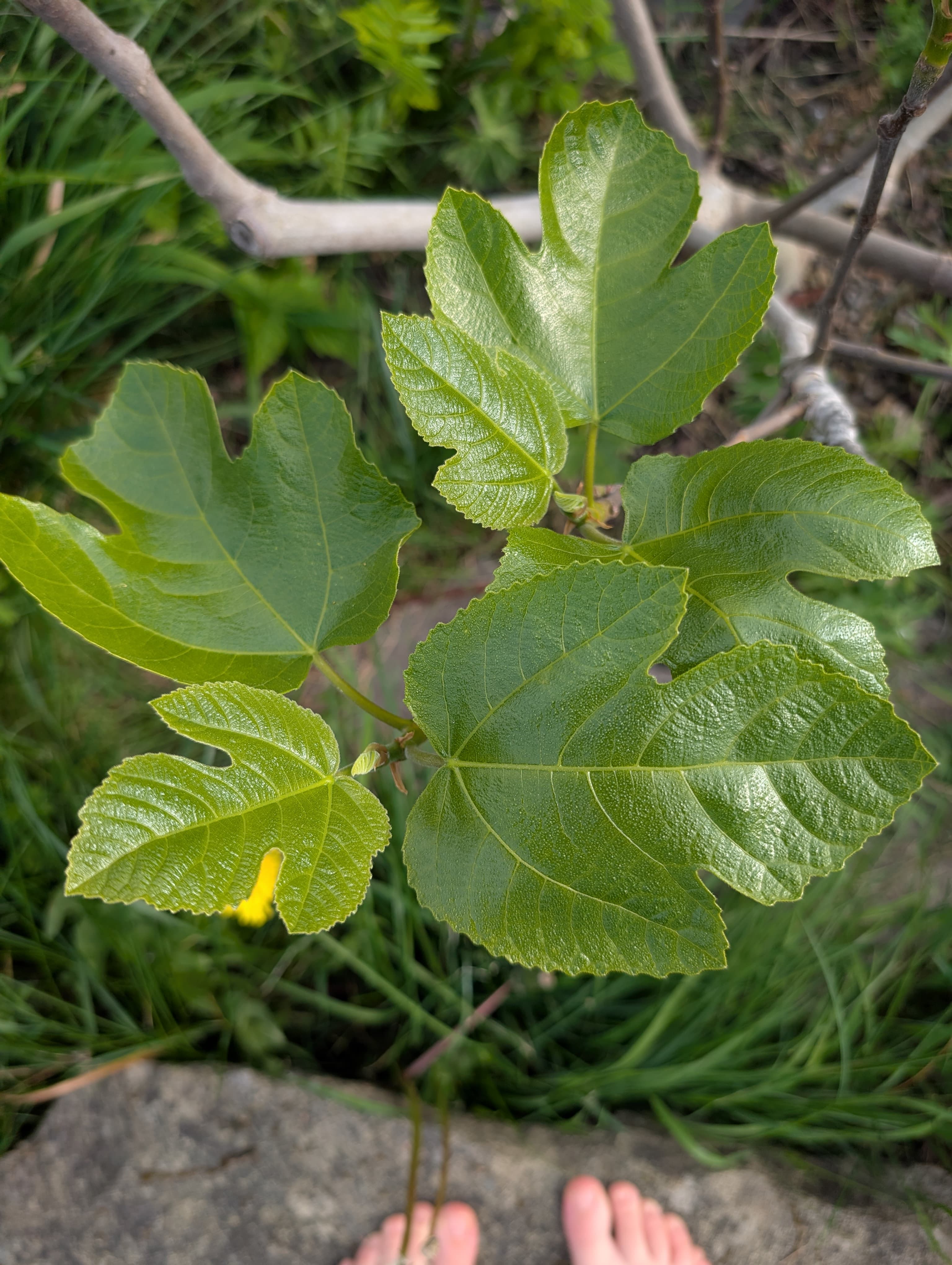 LSU Tiger Fig
