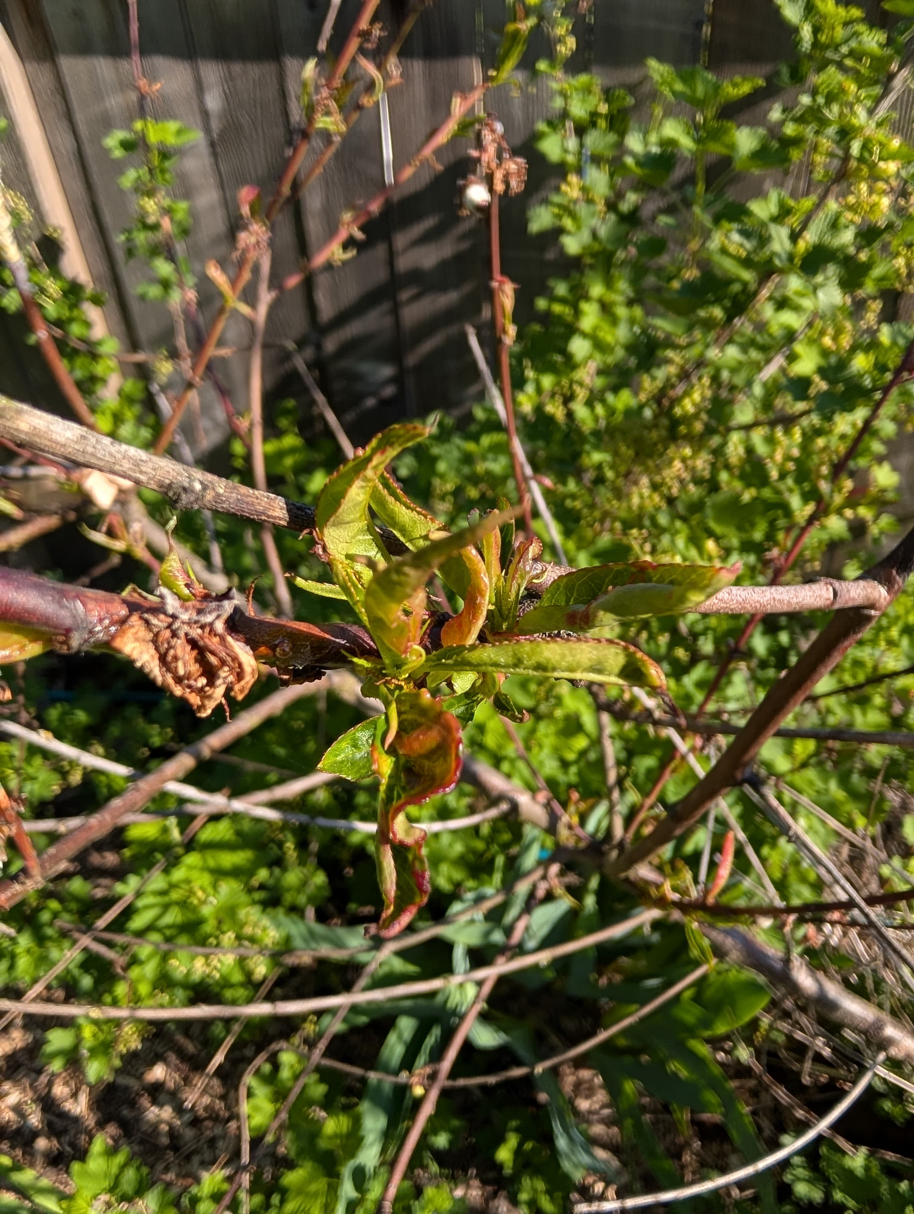 Nanaimo Peach