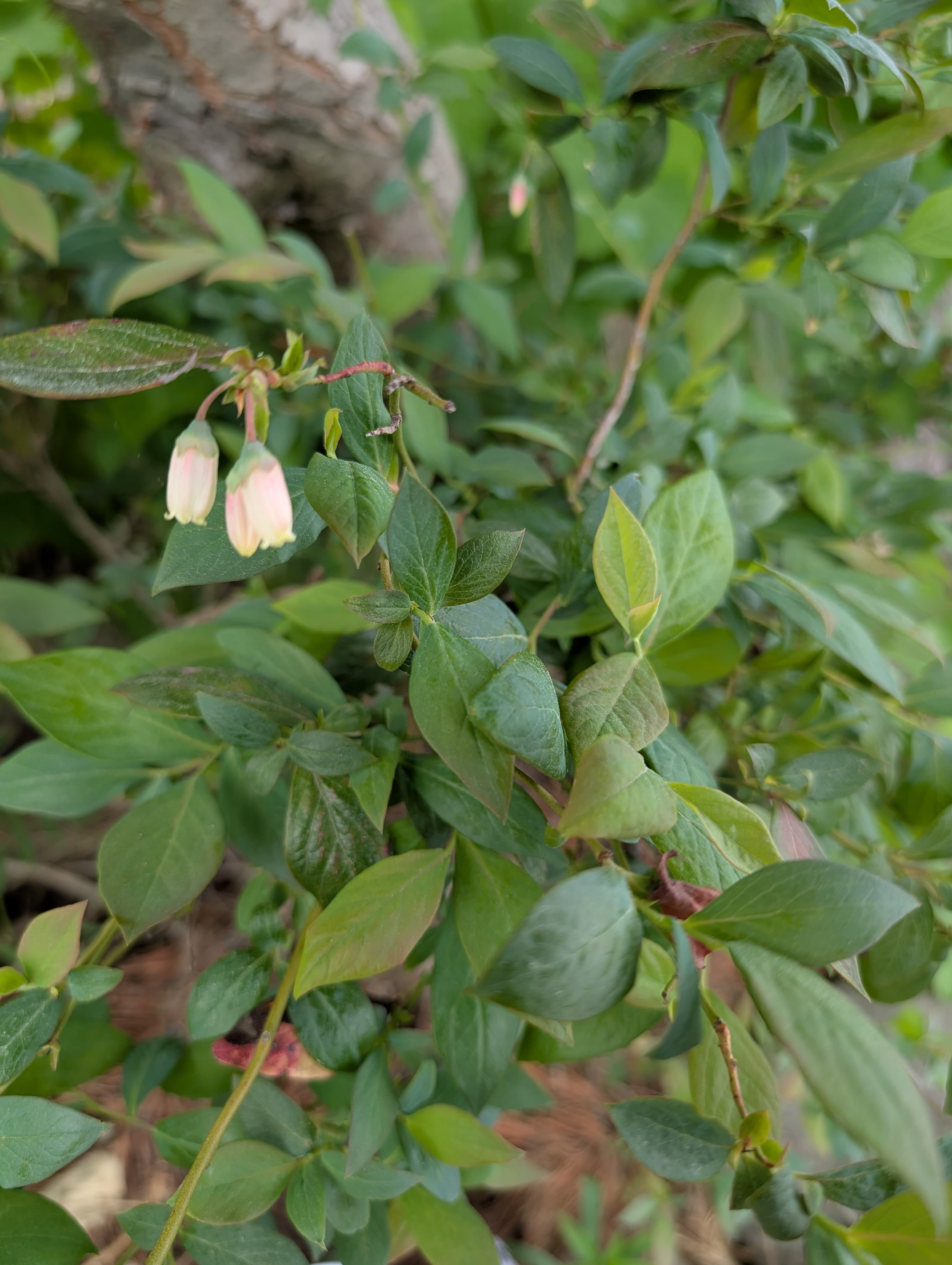 Southmoon blueberry 
