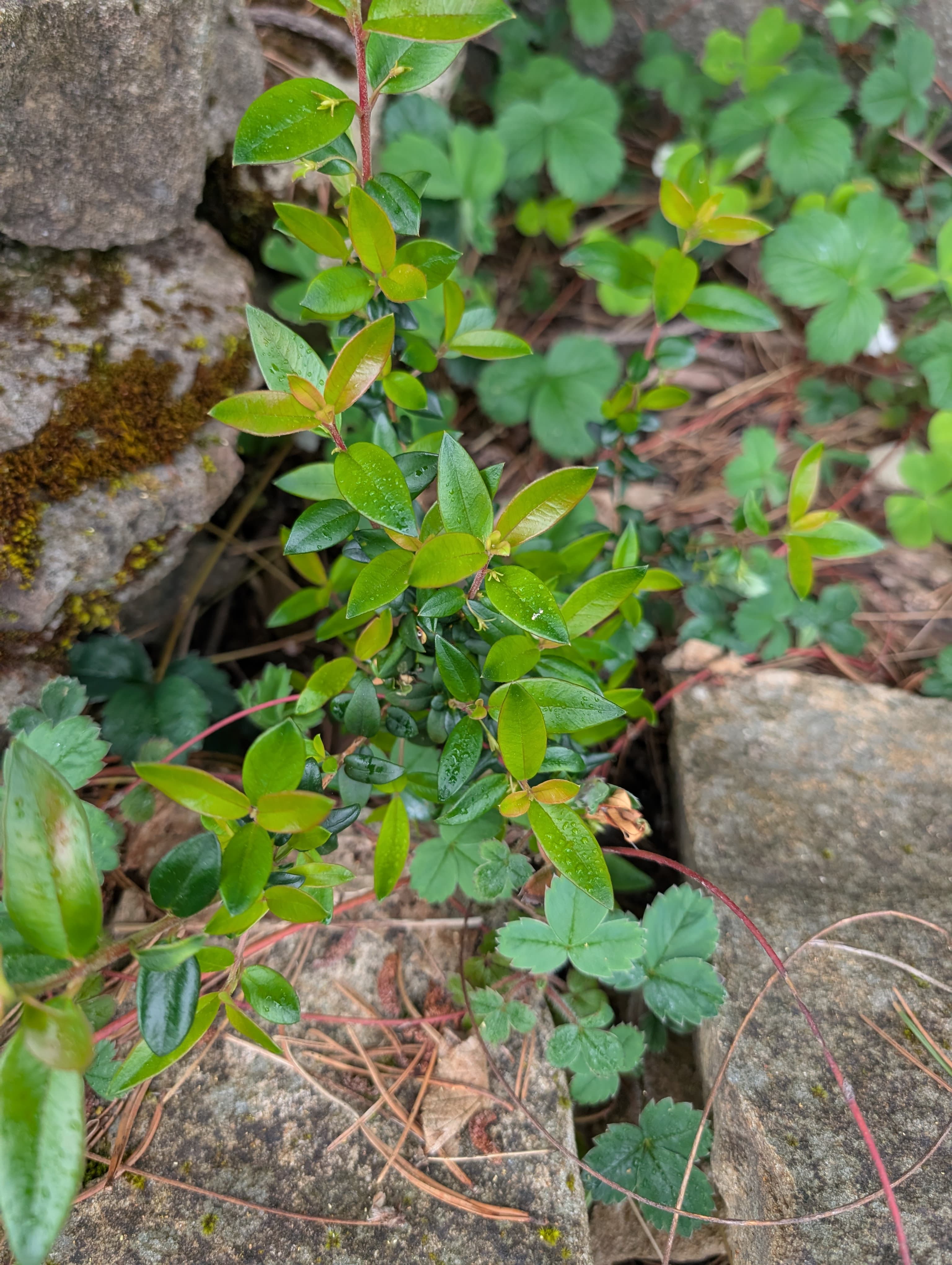 Chilean Guava