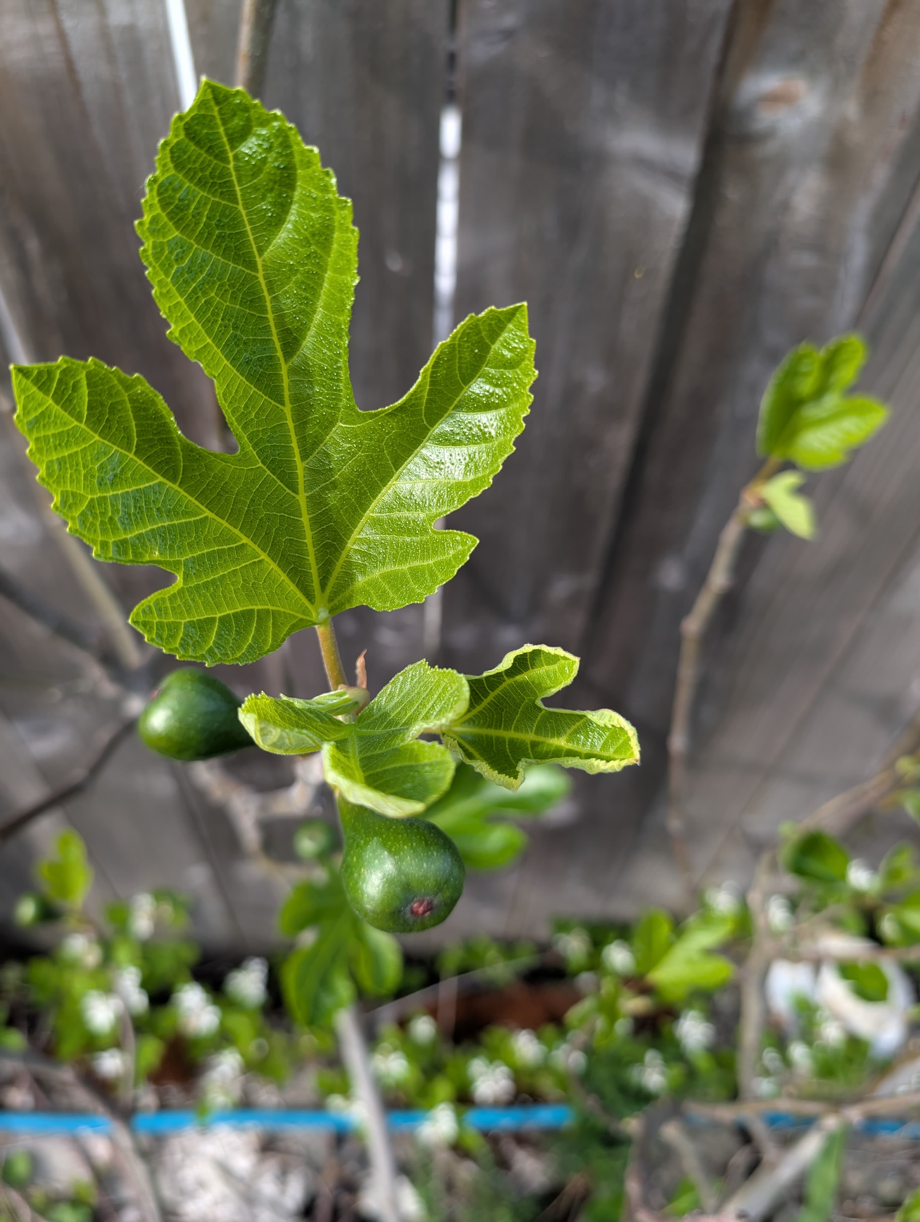 Lamperia Preta