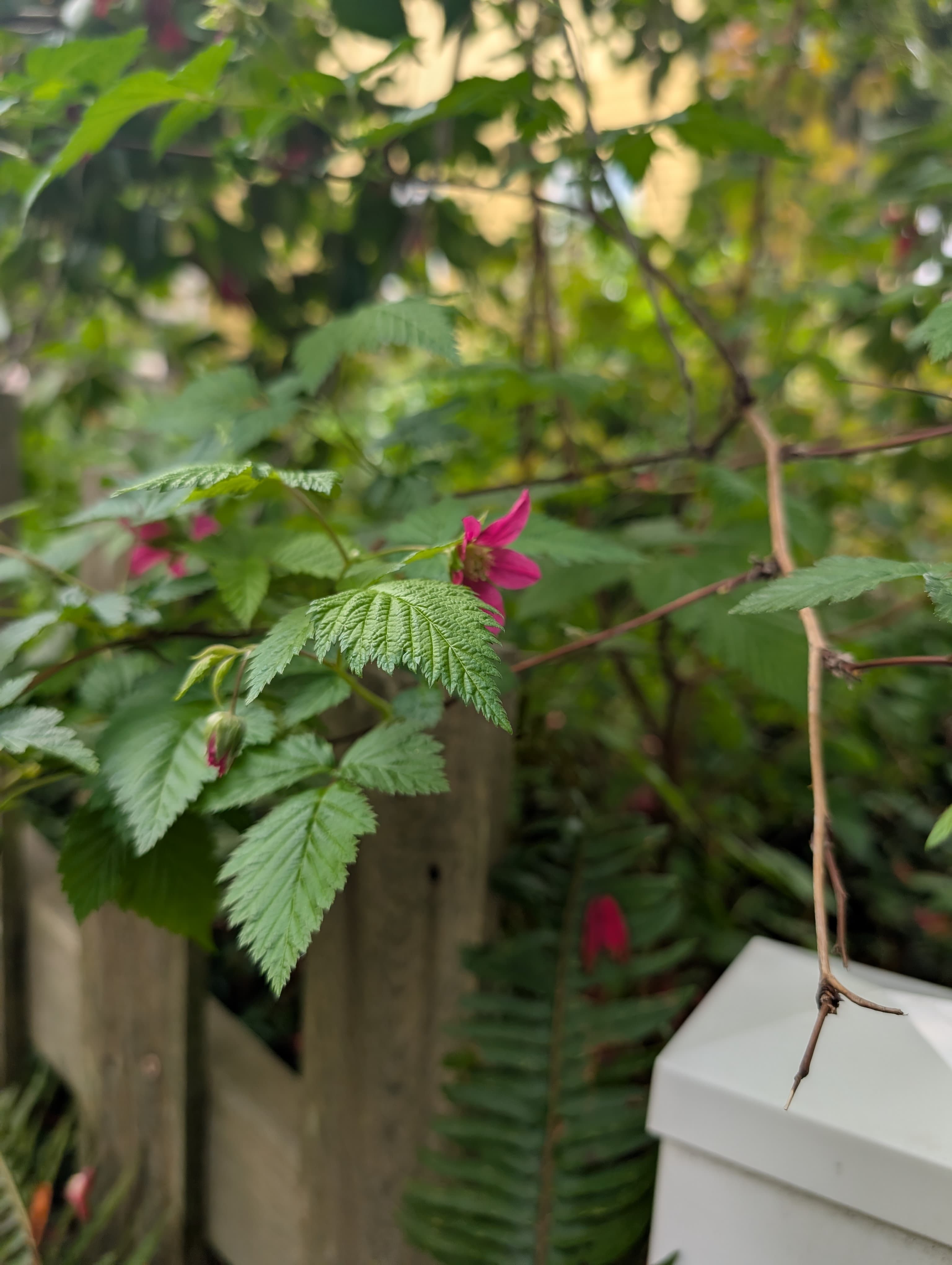 Salmonberry