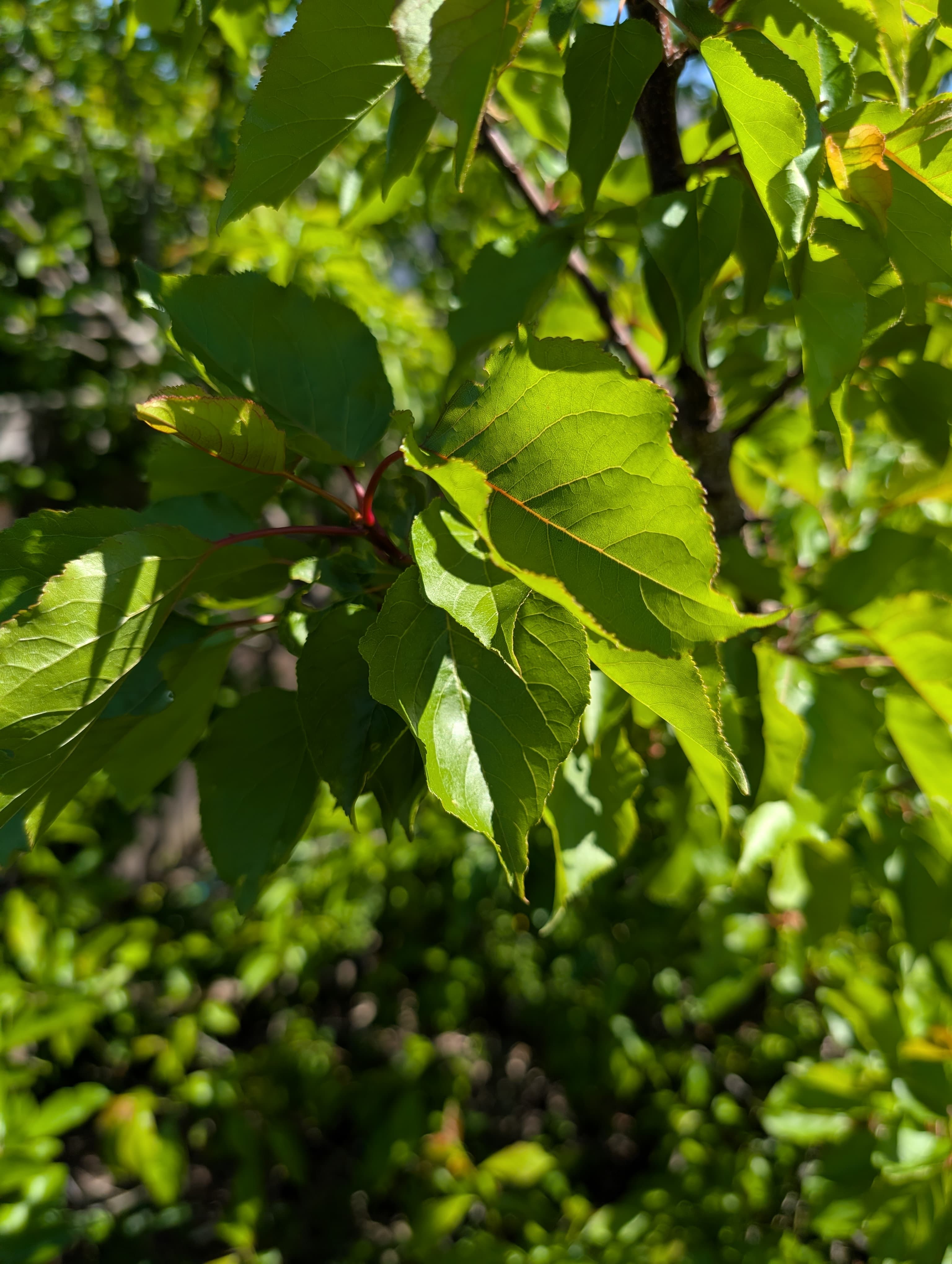 Puget Gold Apricot
