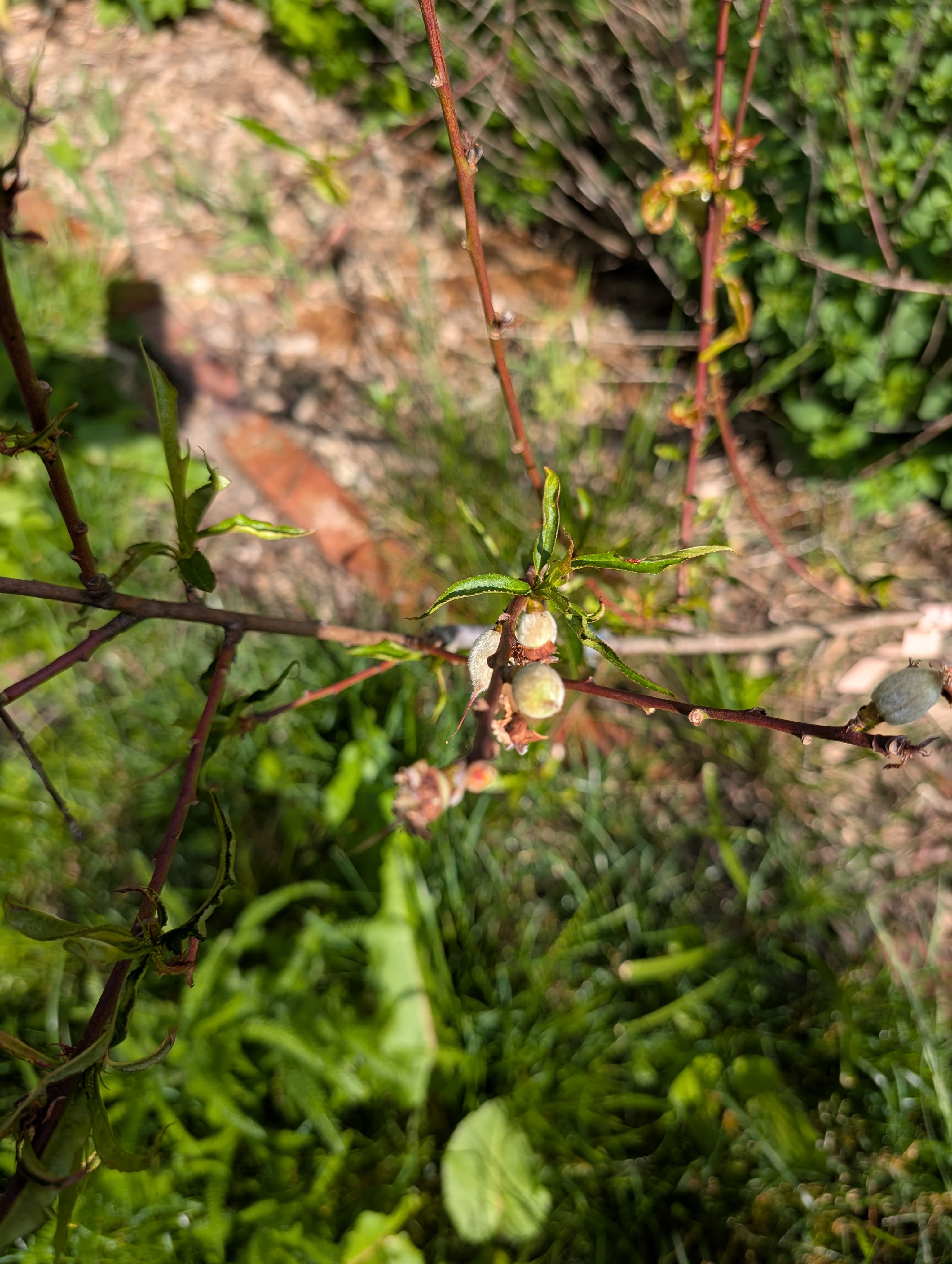 Frost peach