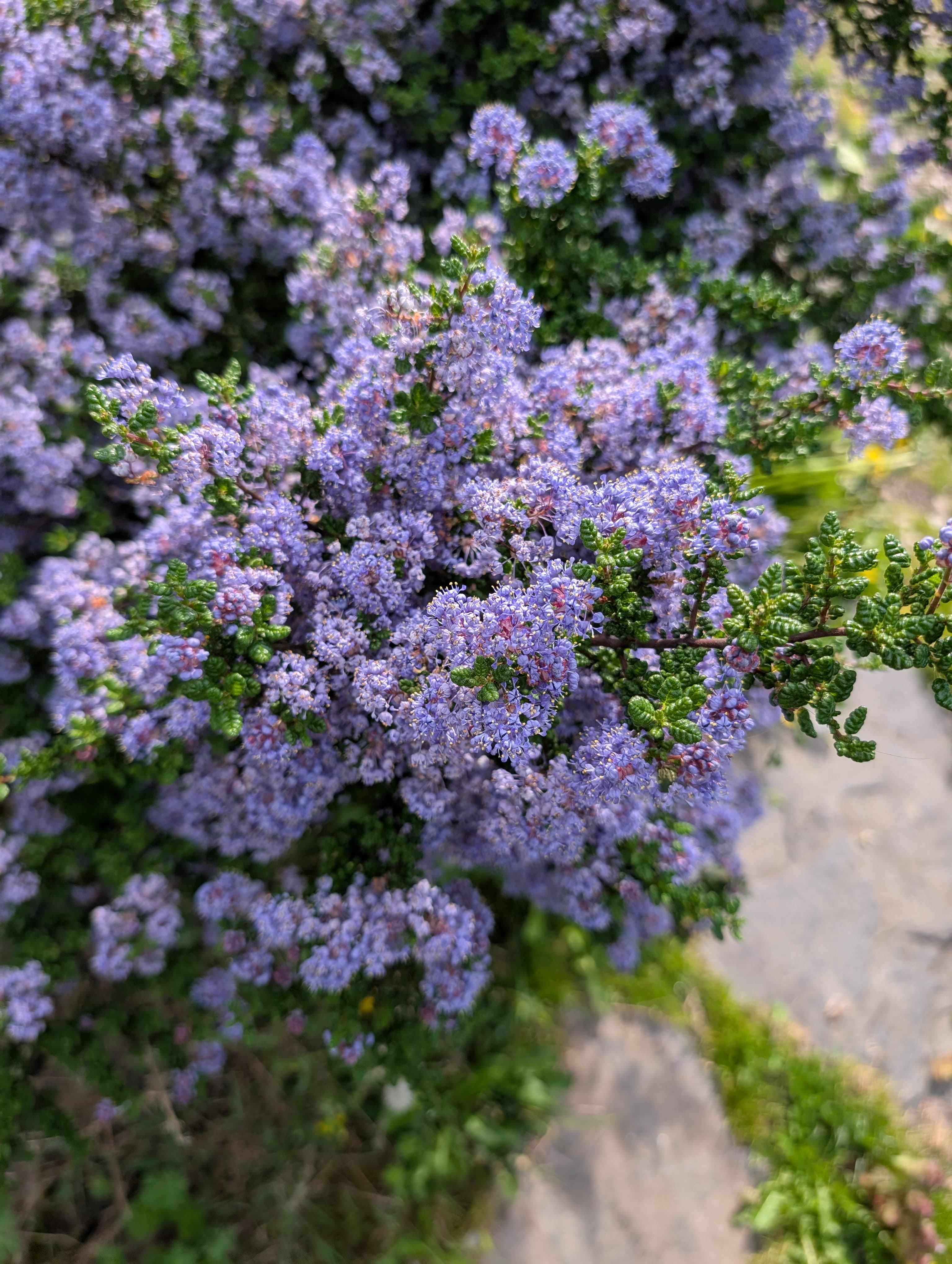 Ceanothus Vandenberg