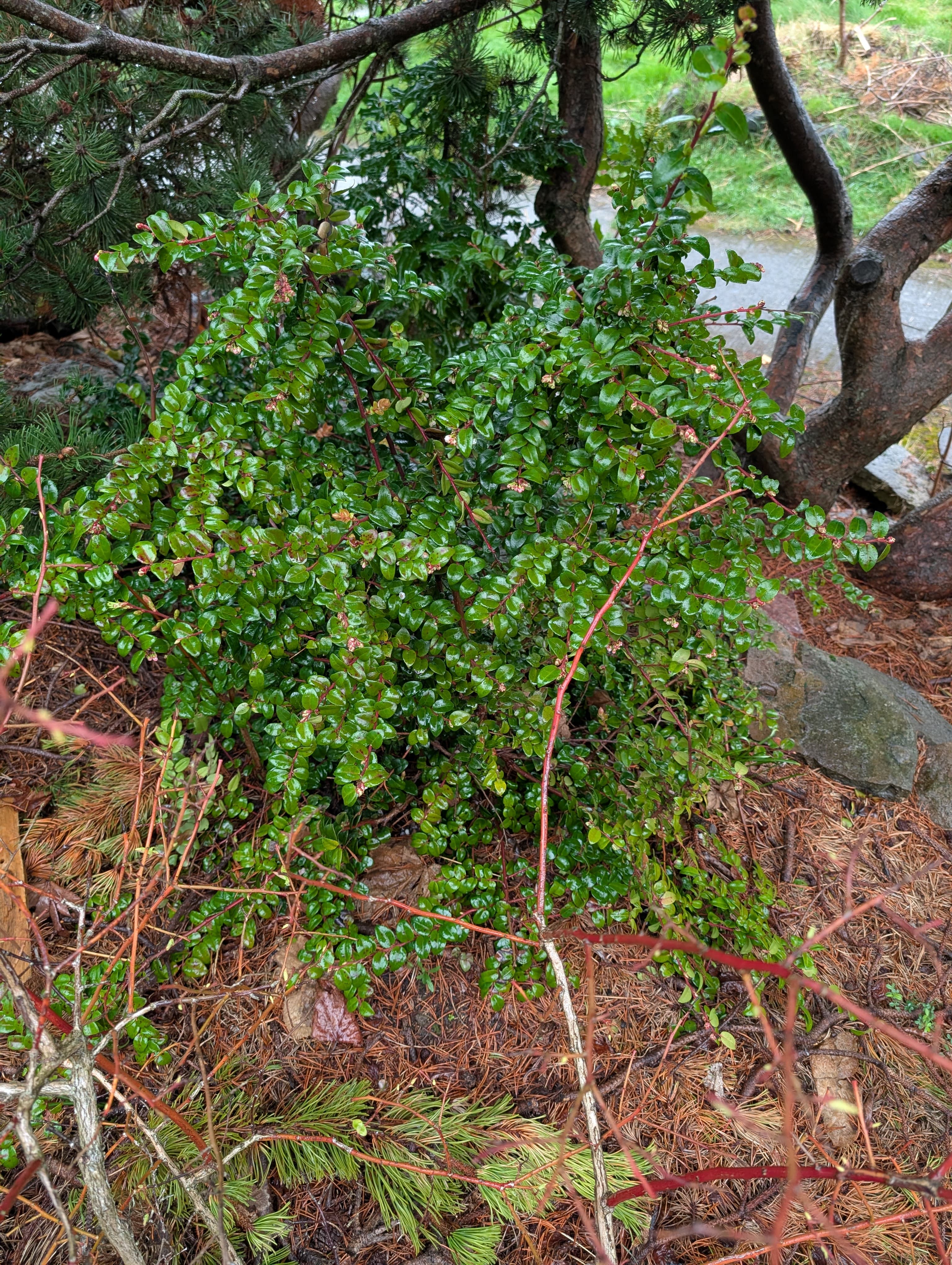 Evergreen Huckleberry 