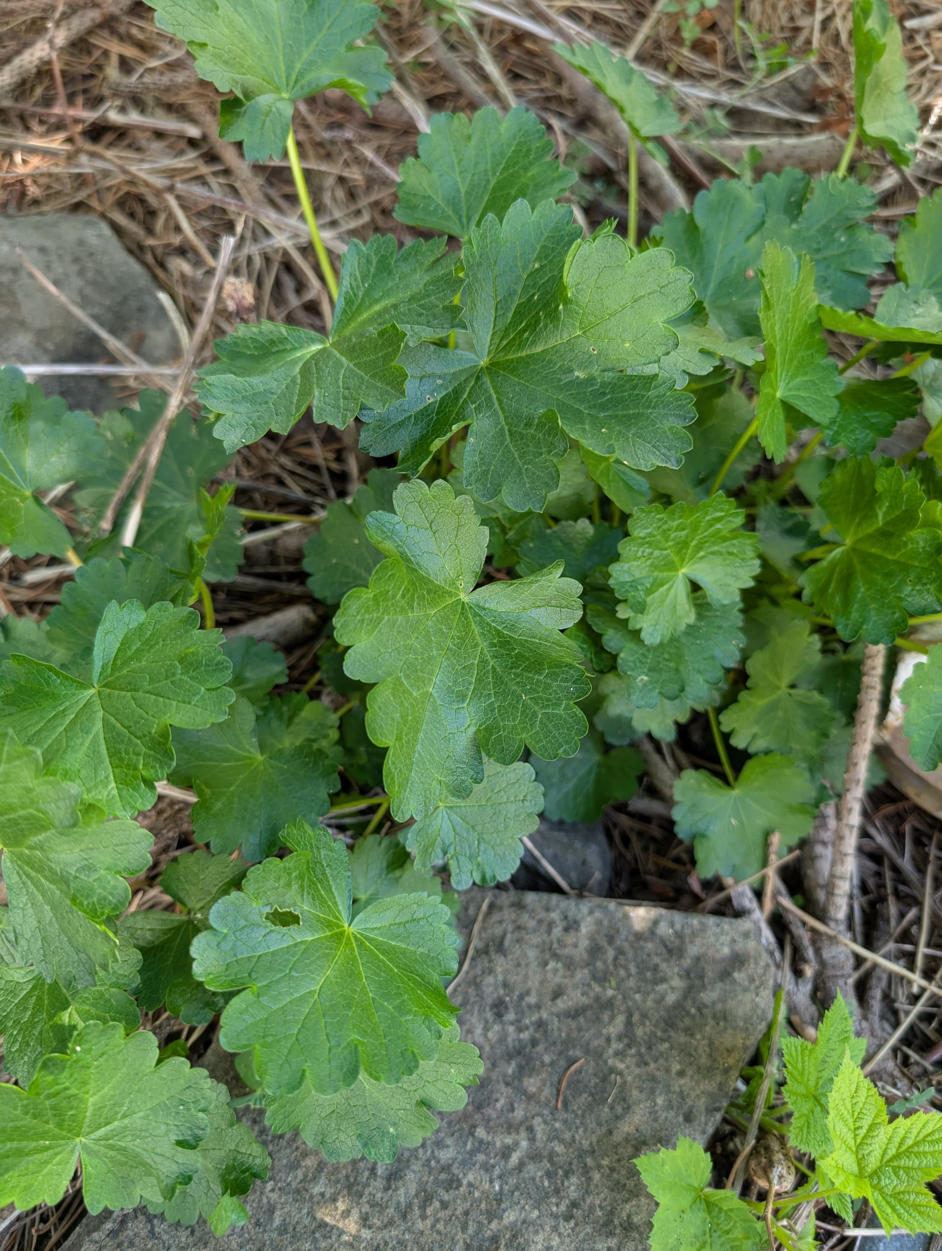 Henderson's Checkermallow