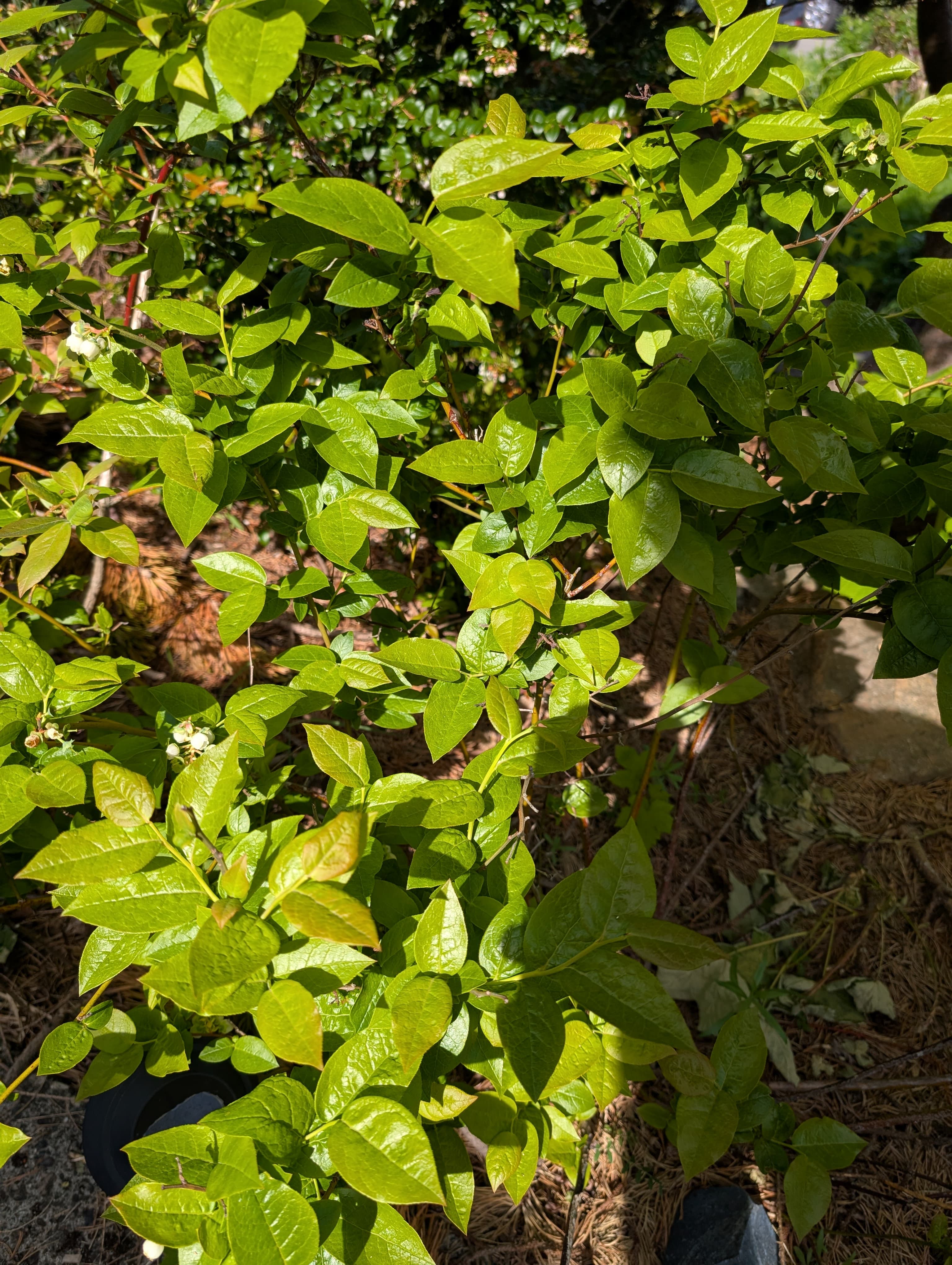 Chippewa Blueberry 
