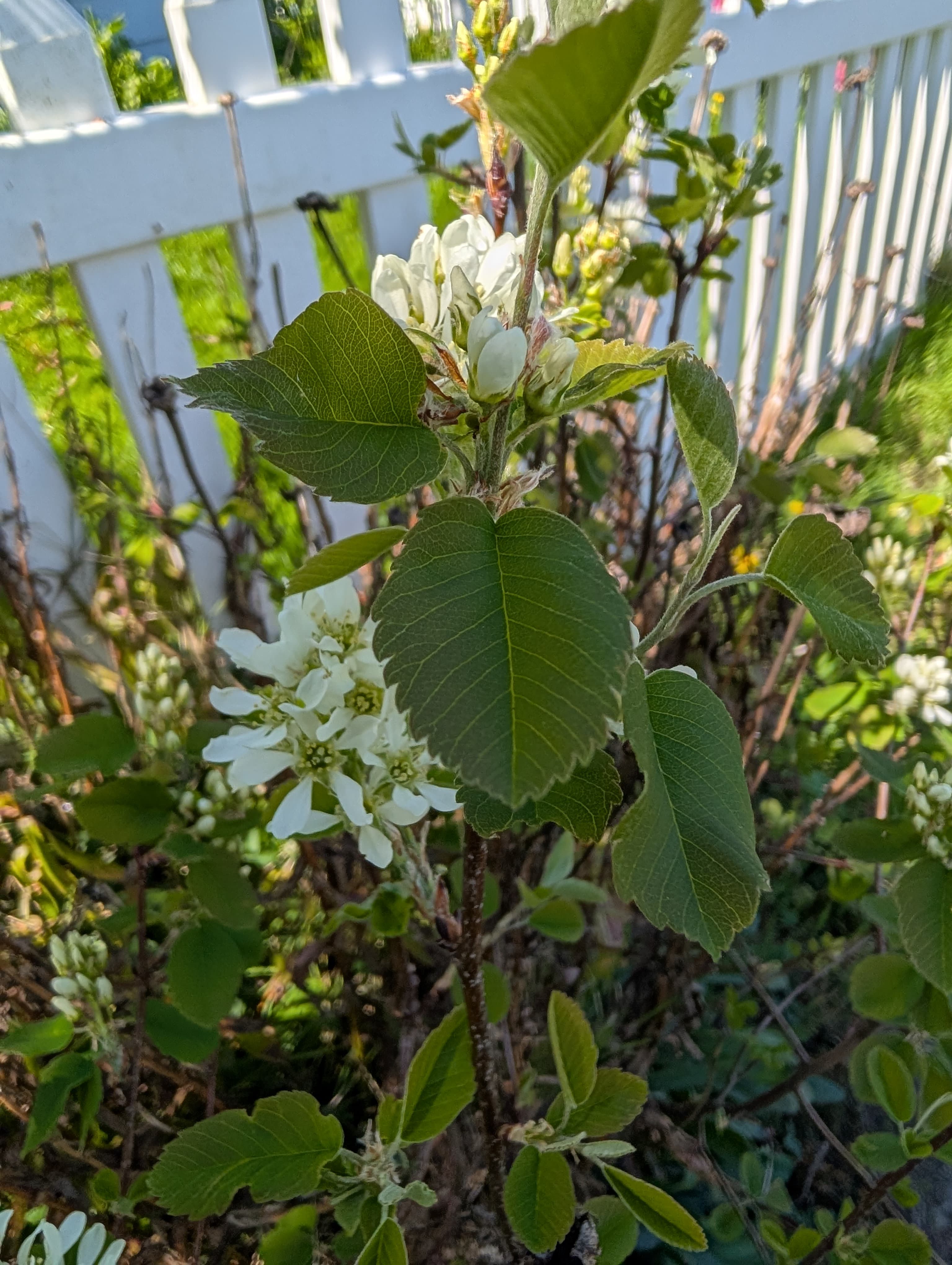 Saskatoon Berry