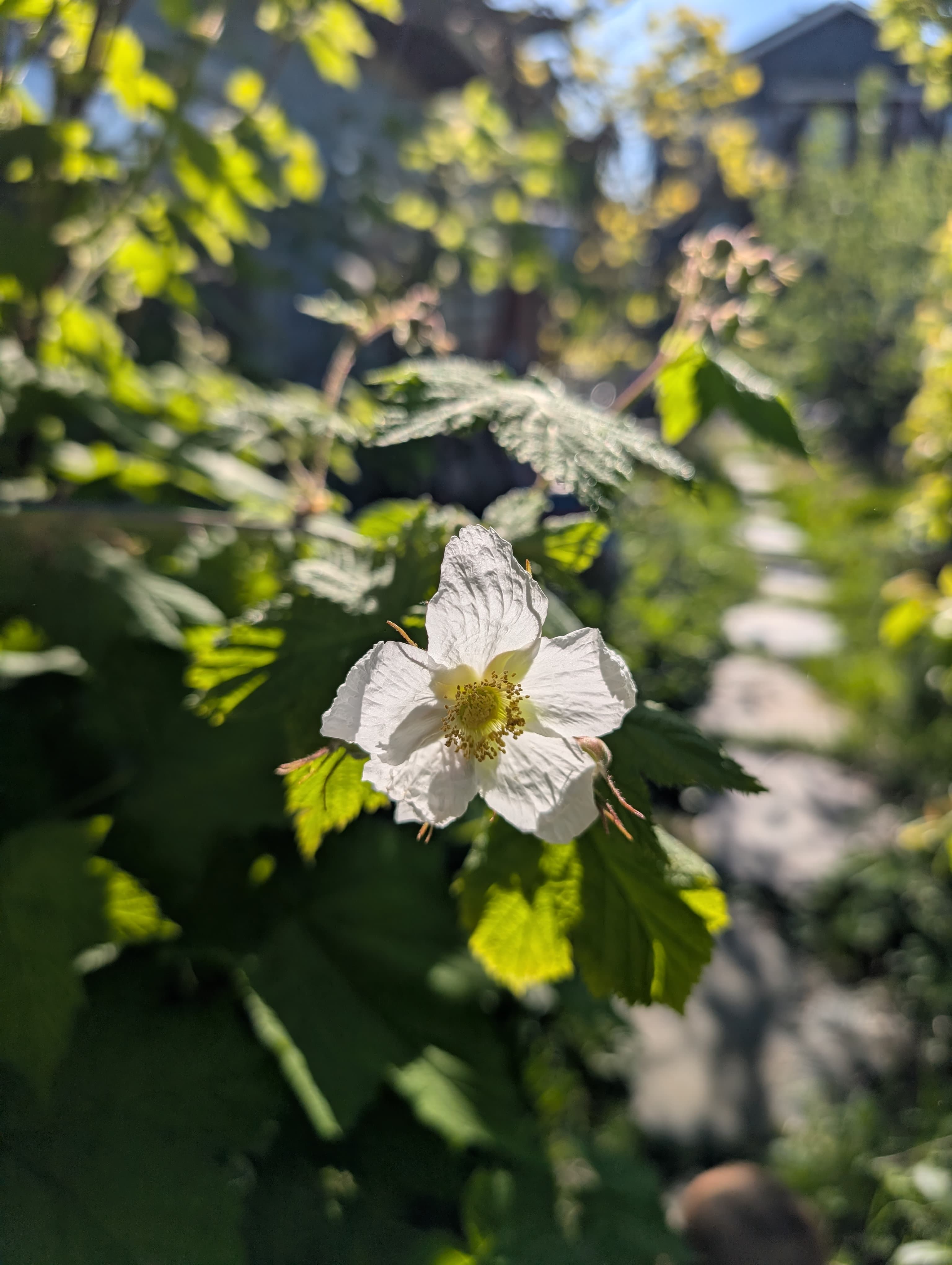 Thimbleberry 