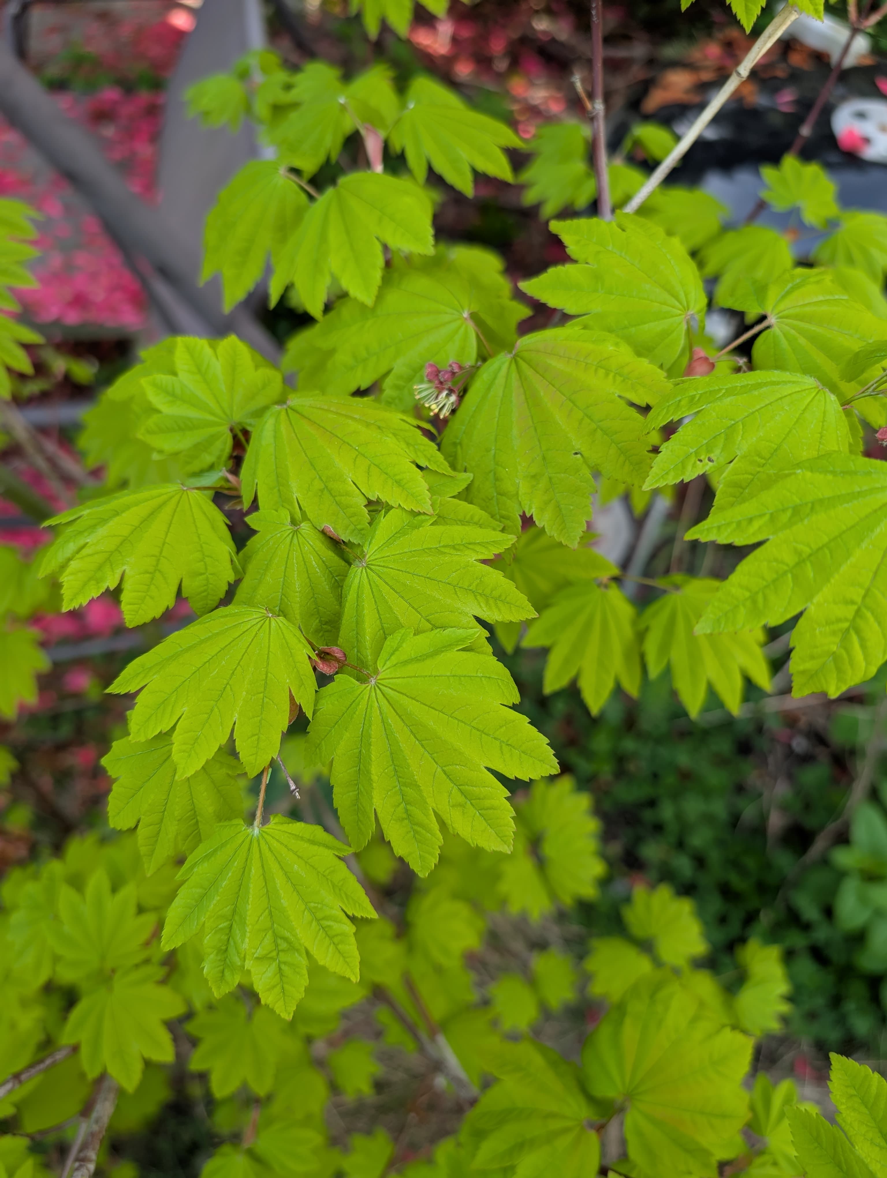 Vine Maple