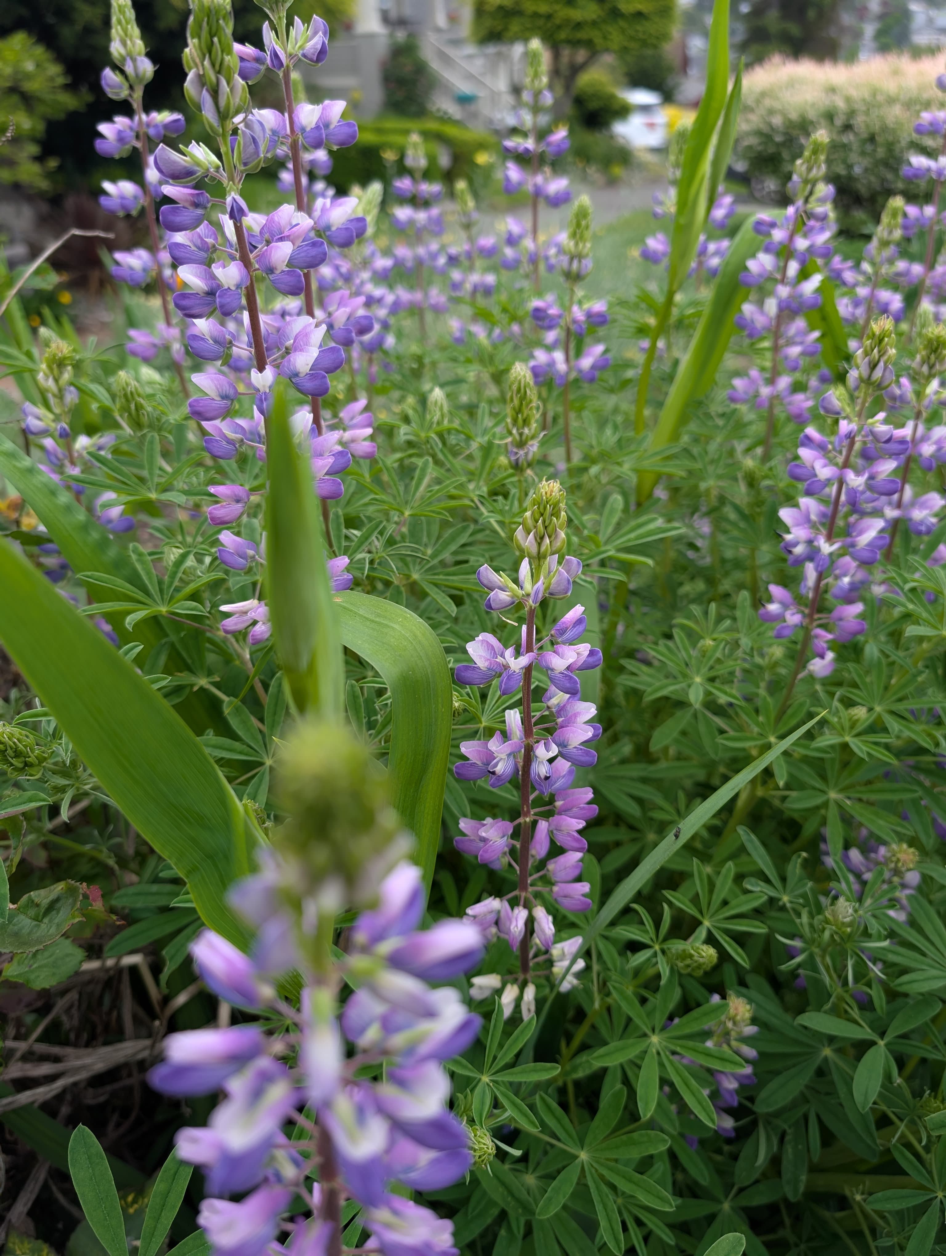 Broad Leaf Lupine