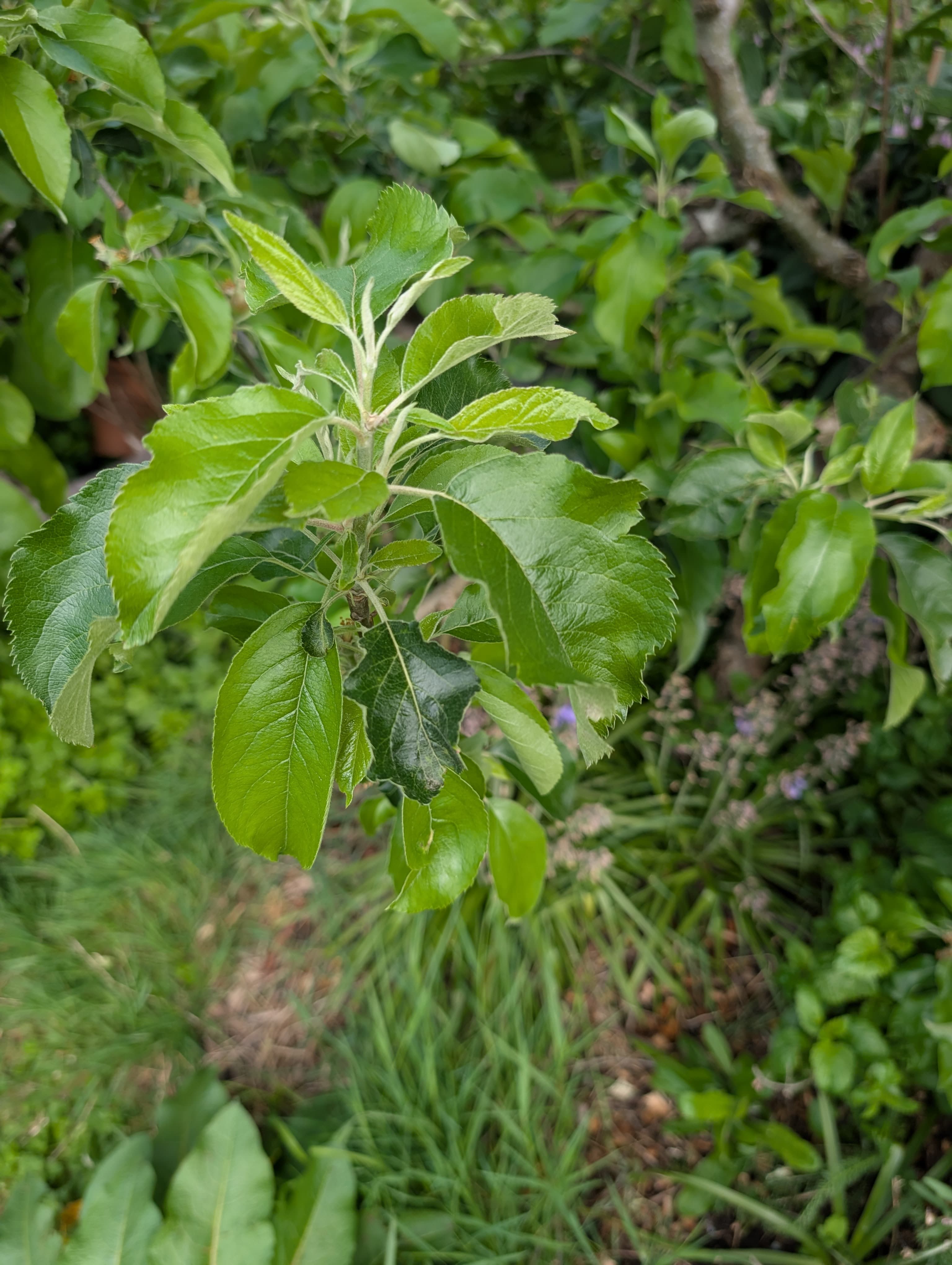 Egremont Russet
