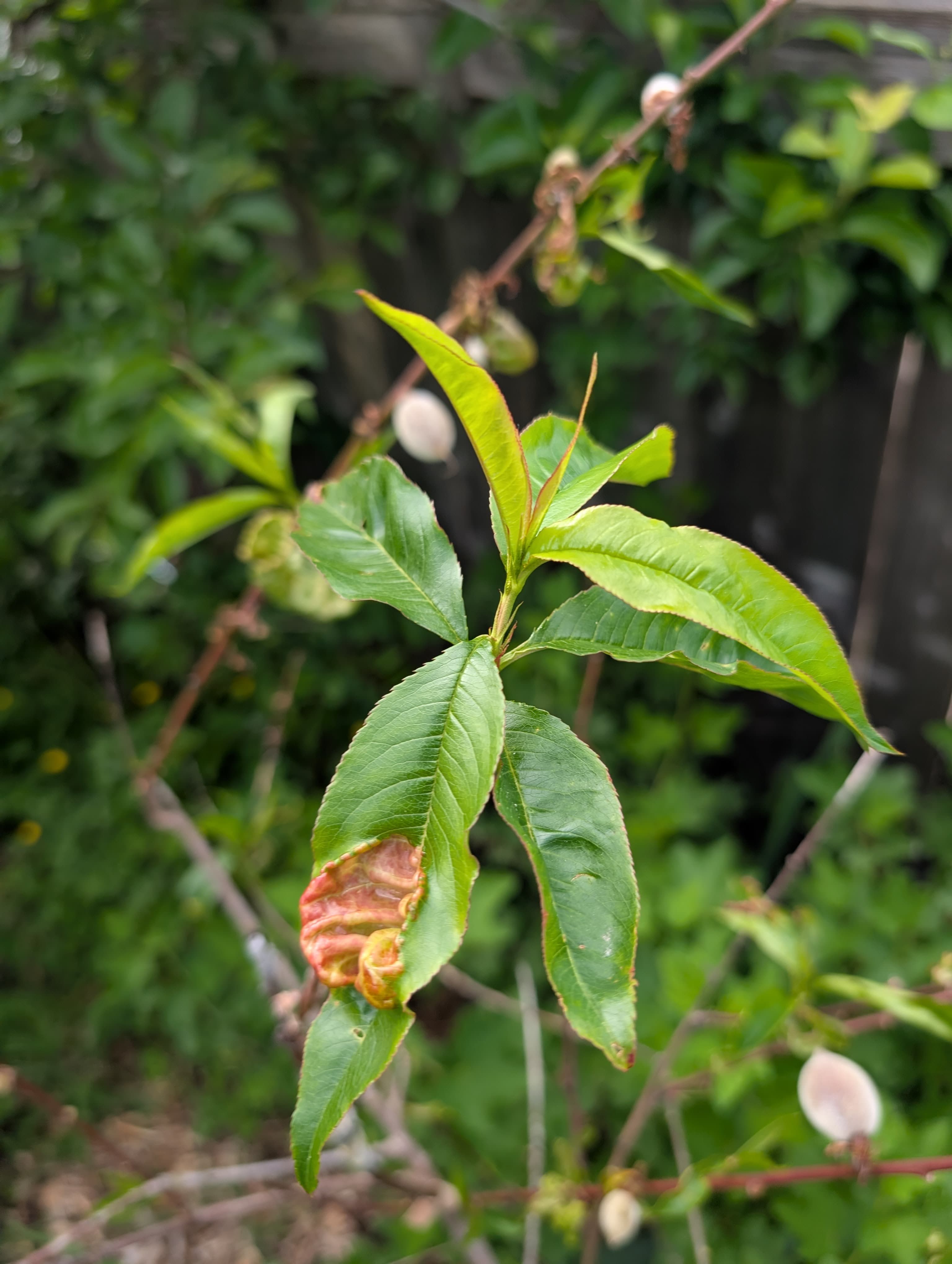 Indian Free Peach