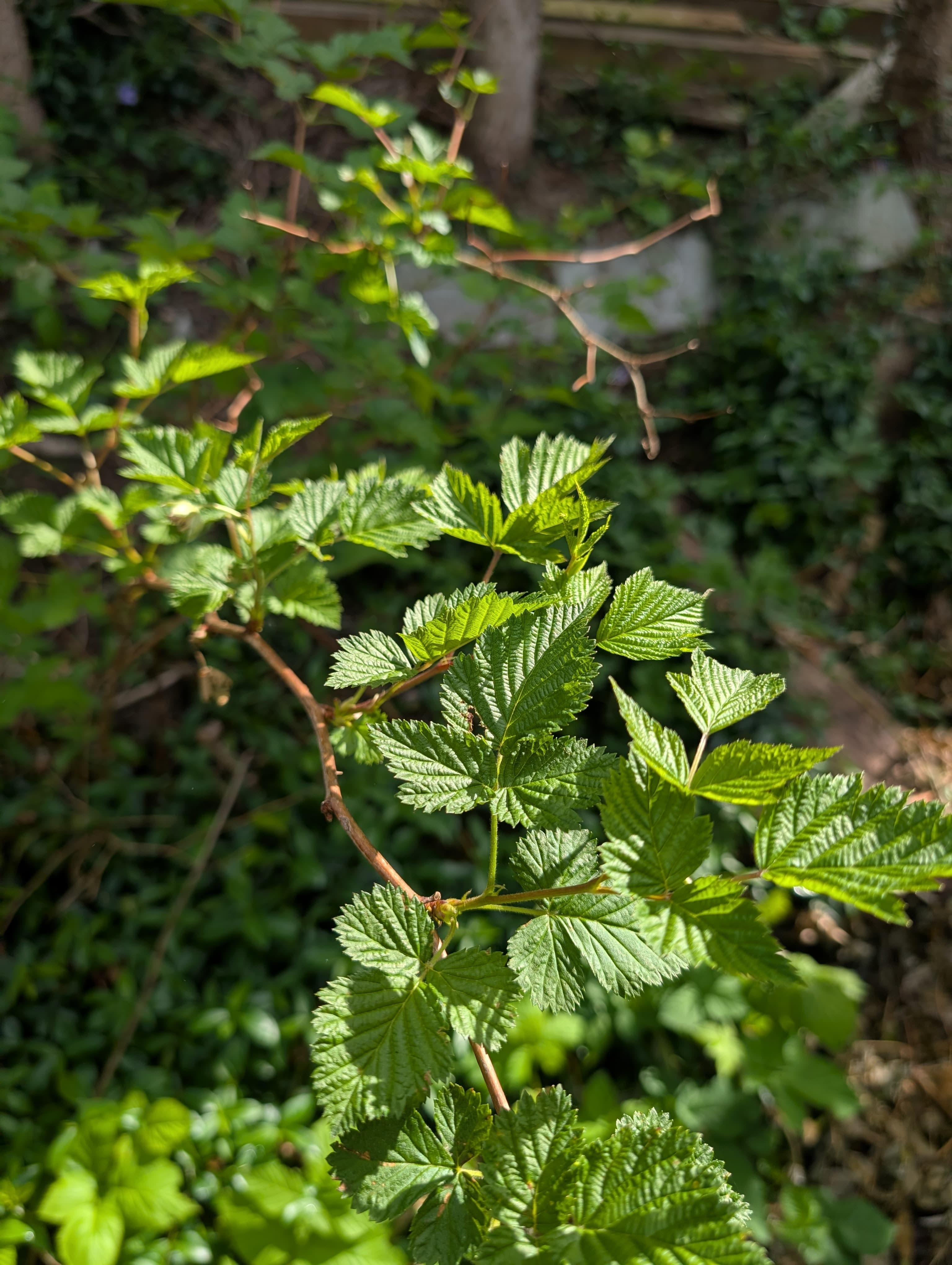 Salmonberry Camp Long